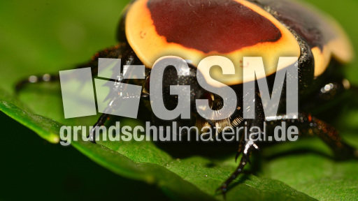 Kongo-Rosenkäfer (6).jpg